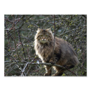 impressão animal da foto do animal de estimação