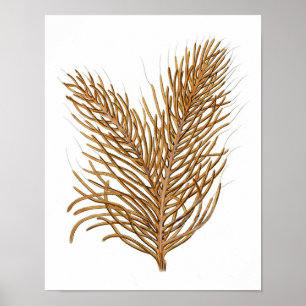 Impressão antigo coral da história No.8 natural 