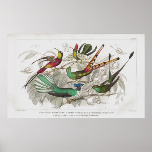 Impressão antigo da litografia dos colibris