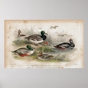 Impressão antigo da litografia dos patos