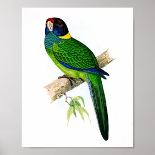 Impressão antigo tropical da ornitologia do