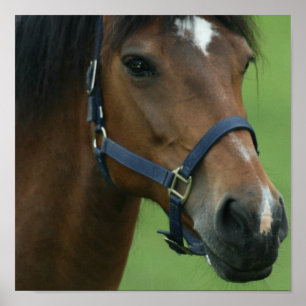 Impressão árabe das imagens do cavalo
