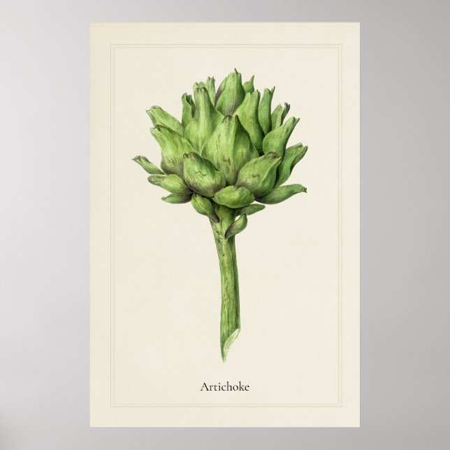 Impressão artística botânica de alcachofra culinár (Frente)
