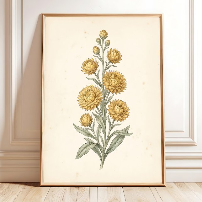 Impressão Artística Botânica de Helichrysum Vintag (Criador carregado)