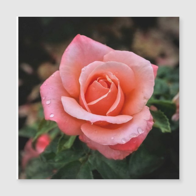 Impressão Artística Botânica Rosa Romântica (Frente)