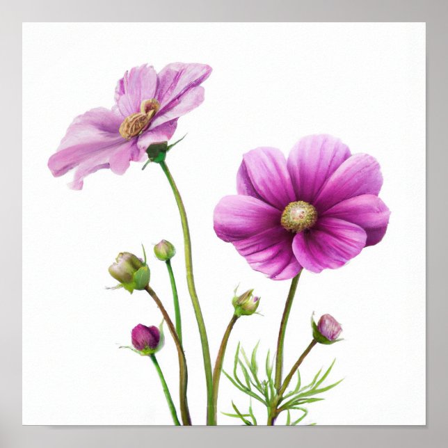 Impressão Artística de Flores de Cosmos Roxo Poste (Frente)