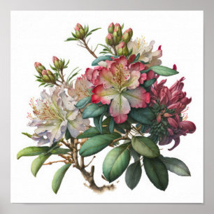 Impressão Artística de Flores de Rhododendron Rosa