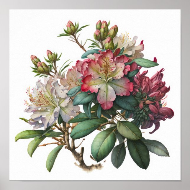 Impressão Artística de Flores de Rhododendron Rosa (Frente)
