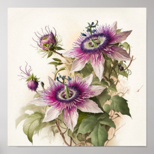 Impressão Artística de Poster da Flor da Paixão Ro