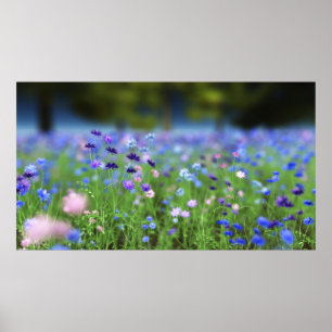 Impressão Azul Cornflower