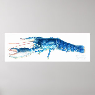Impressão azul da arte do watercolour da lagosta