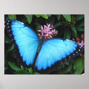 Impressão azul da borboleta de Morpho