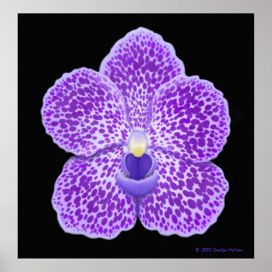 Impressão azul da flor da orquídea de Vanda