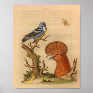 Impressão Azul de Pássaro Vintage