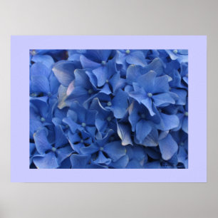 Impressão azul dos Hydrangeas