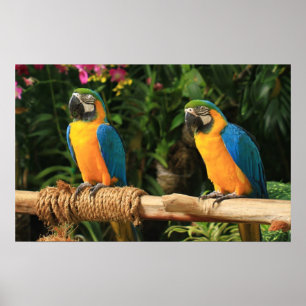 Impressão azul e amarelo do Macaw