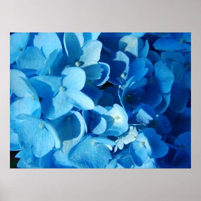 Impressão Azul (hydrangea) (Frente)