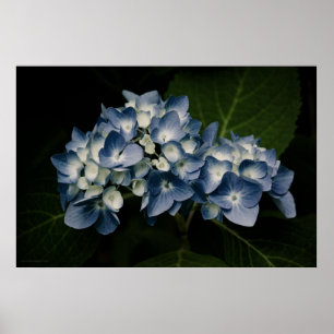 Impressão Azul Hydrangea 8514