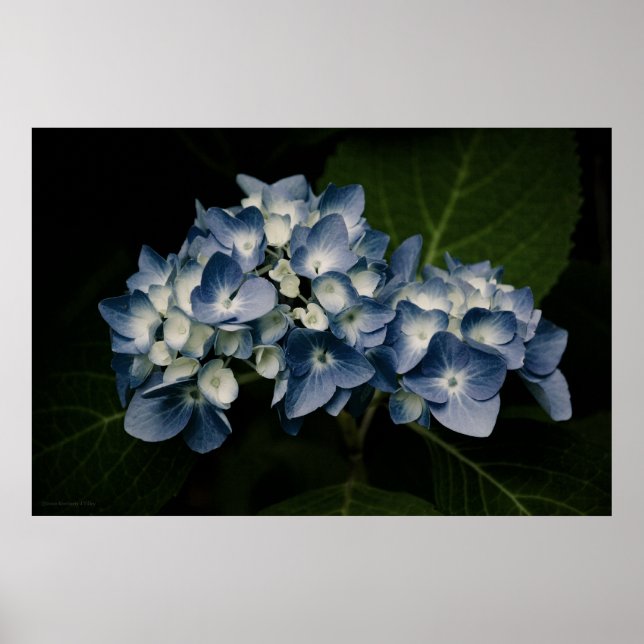 Impressão Azul Hydrangea 8514 (Frente)