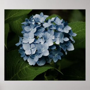 Impressão Azul Hydrangea 8515