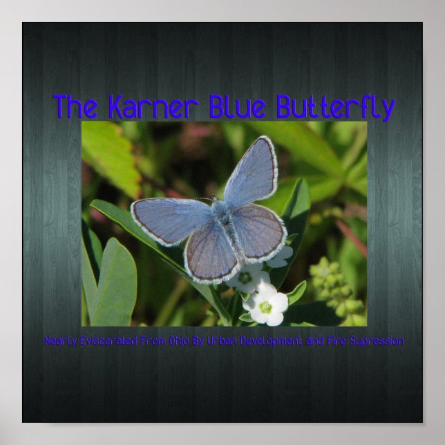 impressão azul karner (Frente)