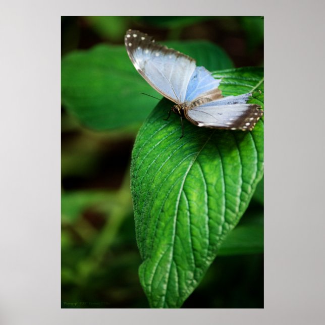 Impressão Azul Morpho 112 (Frente)