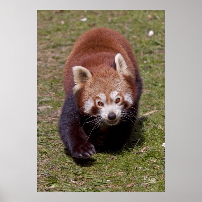 Impressão Bandit (Frente)