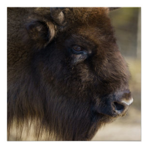 Impressão Bison Canvas
