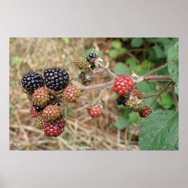 Impressão Blackberry Bonanza (Frente)