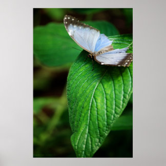 Impressão Blue Morpho 112