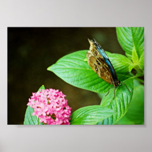 Impressão Blue Morpho 143