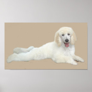 Impressão bonito branco da caniche