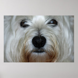 Impressão bonito das canvas de Westie