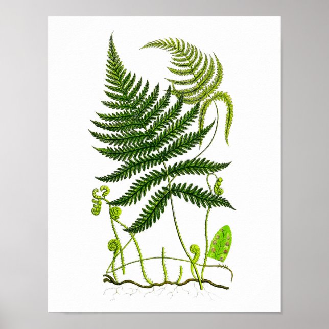 Impressão Botânica Antique Fern No.9 (Frente)