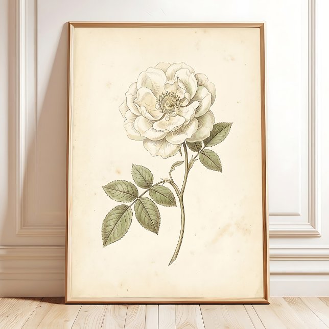 Impressão Botânica Boho Rosa Branca Vintage (Criador carregado)