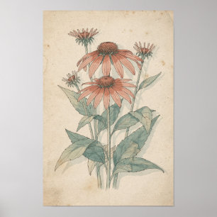 Impressão Botânica de Coneflower   Estudo de Jardi