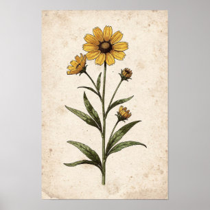 Impressão Botânica de Coreopsis