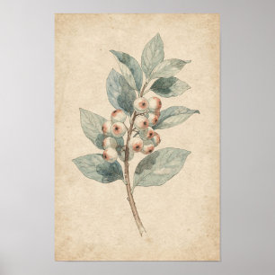Impressão Botânica de Galho de Snowberry   Estudo 