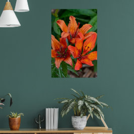 Impressão Botânica de Hemerocallis, Fotografia Can