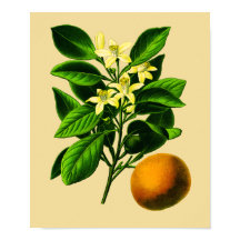 Impressão Botânica de Laranja Doce Vintage