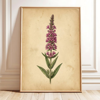 Impressão Botânica de Lysimachia Vintage