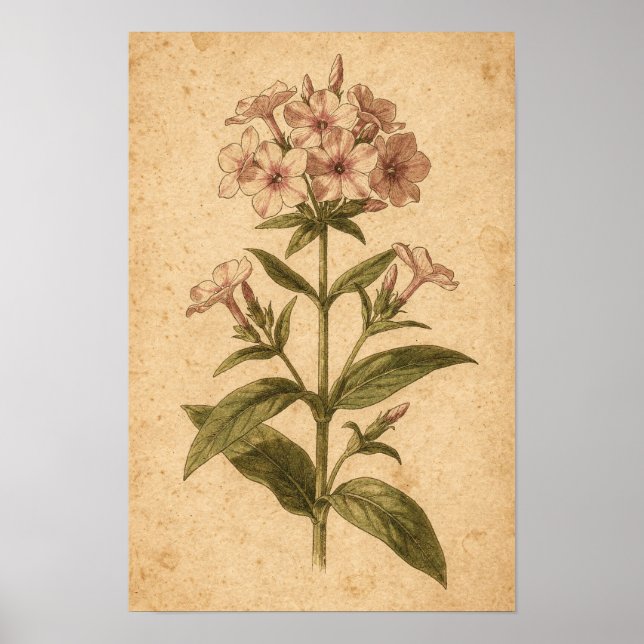 Impressão Botânica de Phlox (Frente)