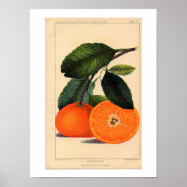 Impressão Botânica de Satsuma
