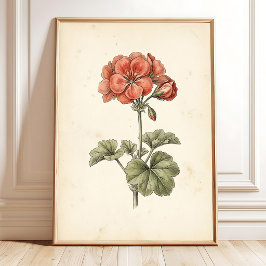 Impressão Botânica Vintage de Pelargonium