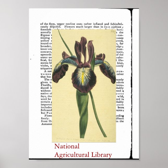 Impressão Botânico antigo (Frente)