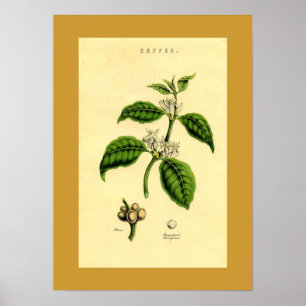 Impressão Botânico Antiquado de Café