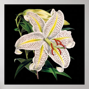 impressão botânico branco-tigre-lily premium