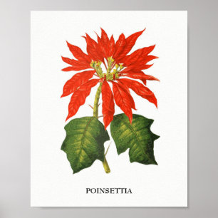 Impressão botânico da poinsétia