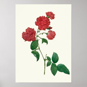 Impressão botânico das rosas vermelhas do vintag