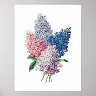 Impressão botânico do buquê dos LILACS